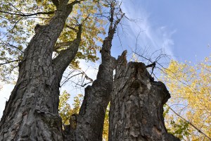 Ces géants qui pointent leurs fruits vers le cosmos.